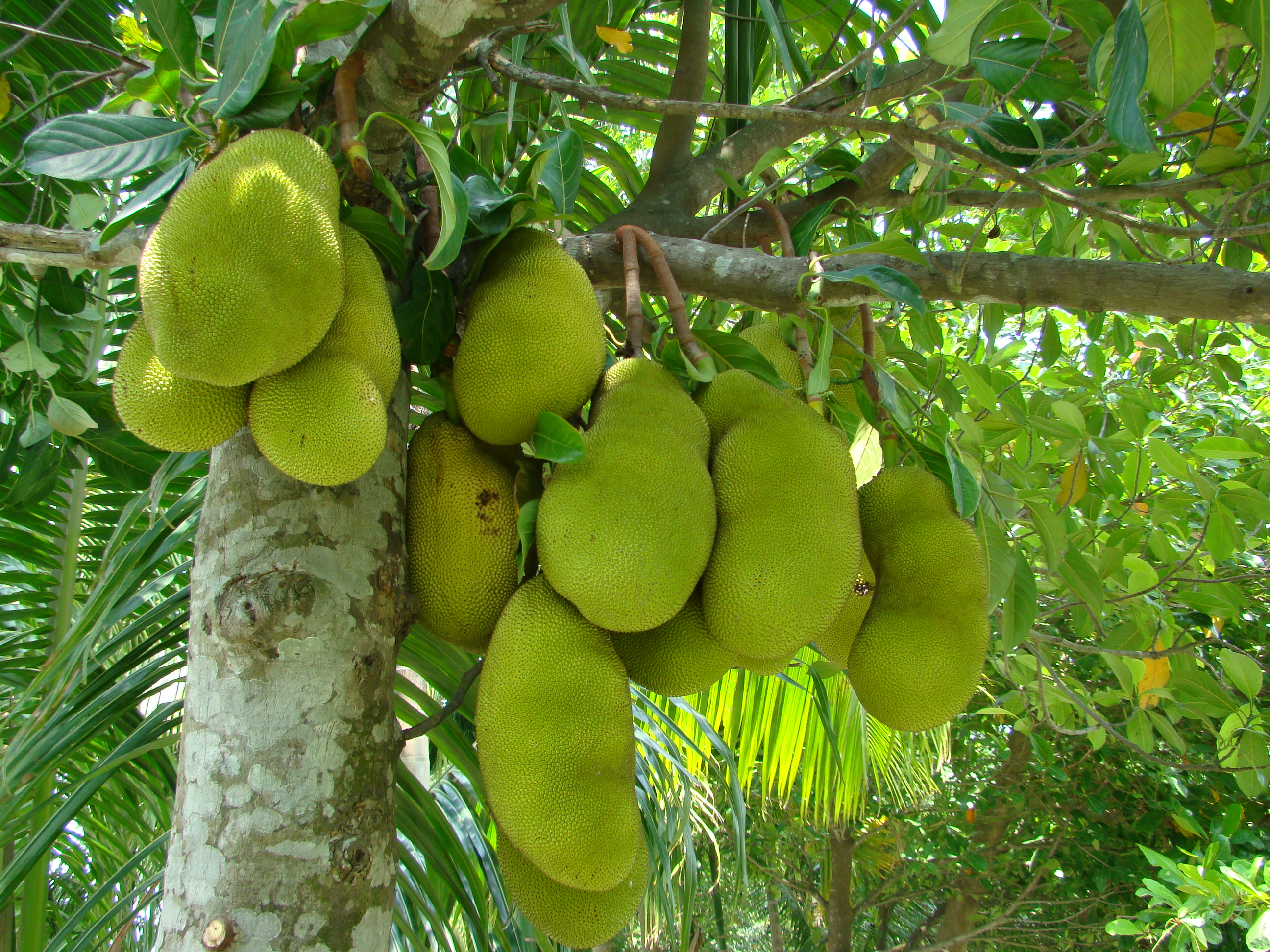 Jackfruit1