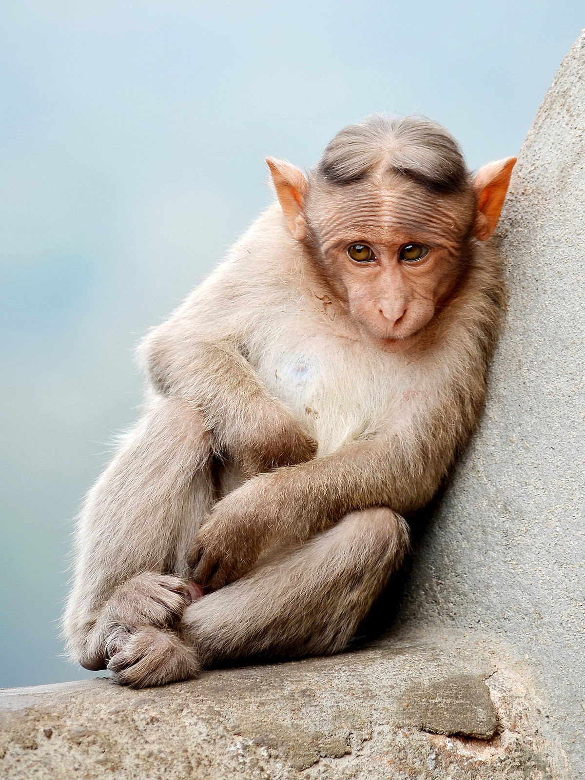 Monkey