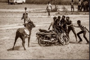 bull fight