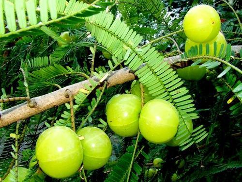 indian gooseberry