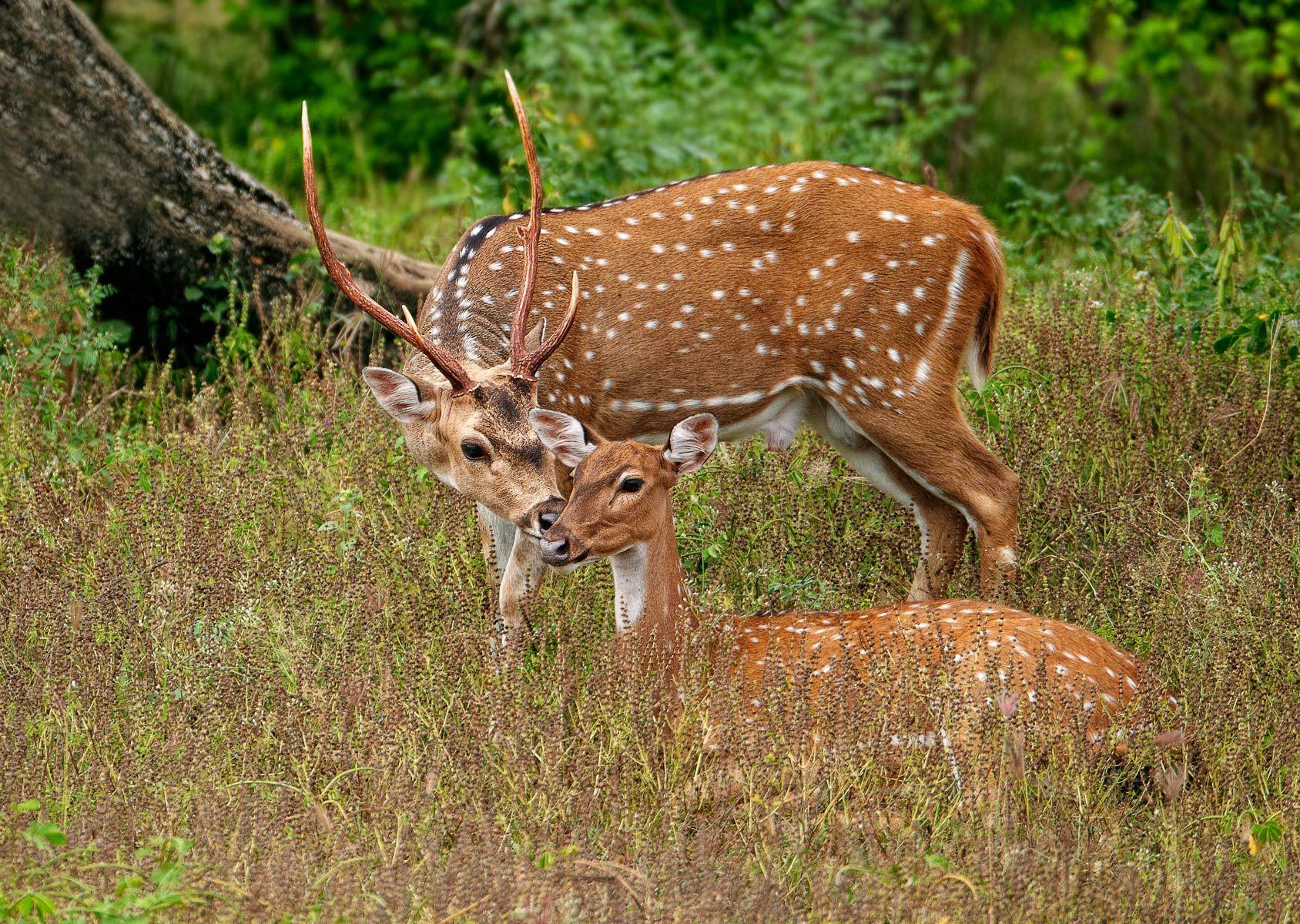 Spotted Deer pair (Cervus axis), Yala National Park, Sri Lanka, February.
