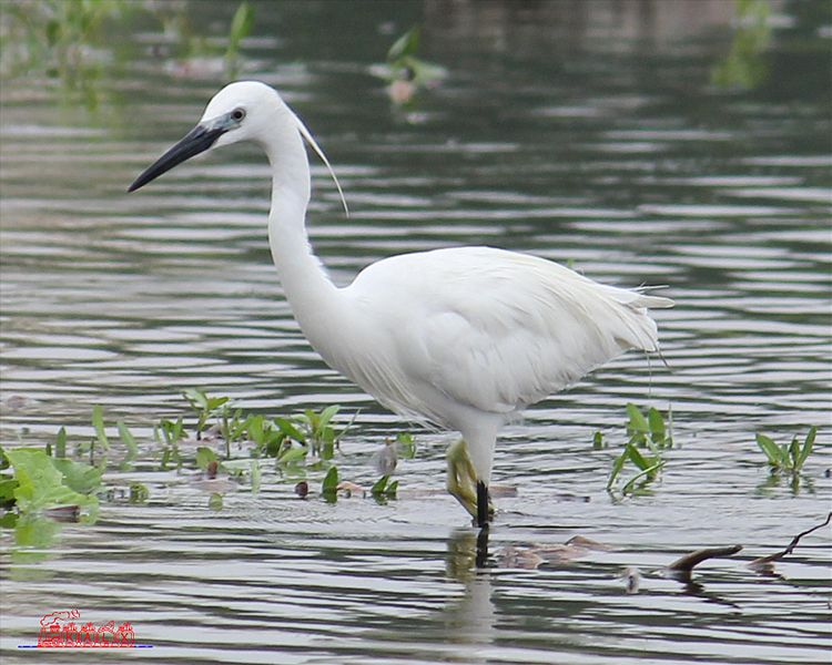 crane