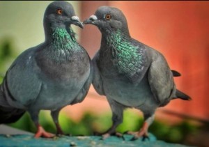 piegons
