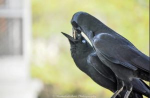 crows