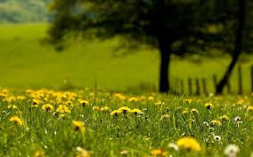 nature1