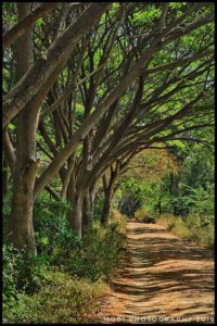 trees