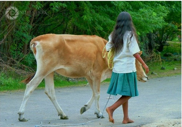 girl with cow
