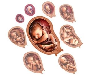 Baby-development-month-by-month-1468125387 (1)
