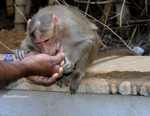 monkey