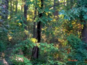 IMG_20180808_061914320