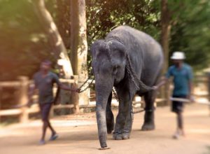 elephant