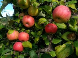 honey crisp