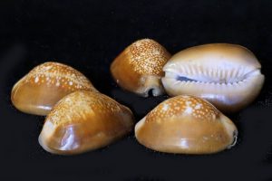 chozhi