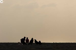 crows