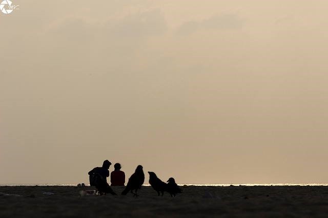 crows
