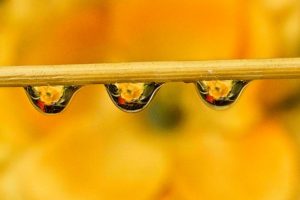 Photo poetry contest 201