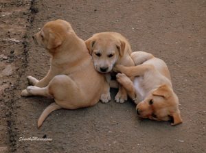 puppies