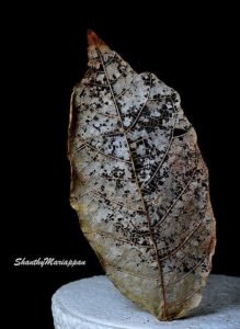 Photo poetry contest 210