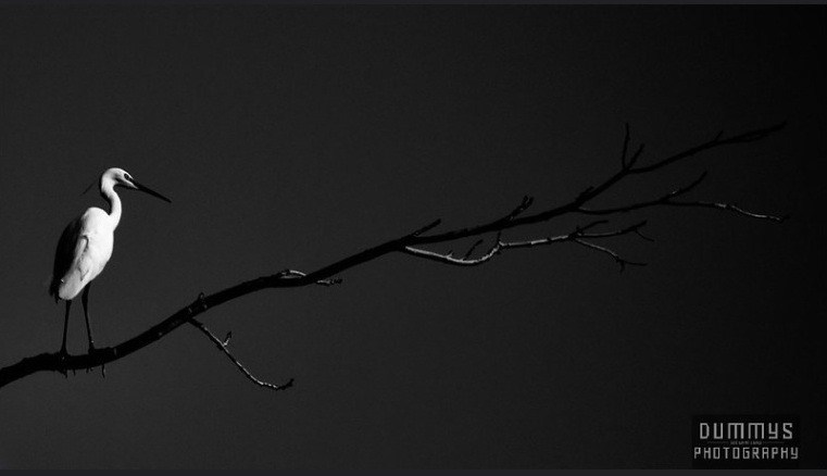 Photo-poetry-contest-215