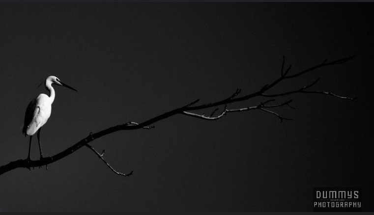 Photo poetry contest 215