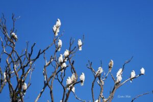 Photo poetry contest 232