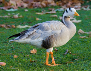 Bar-headed_Goose