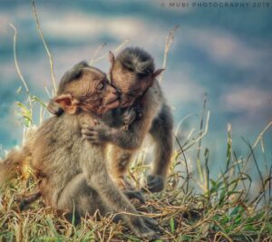 Photo-poetry-contest-239