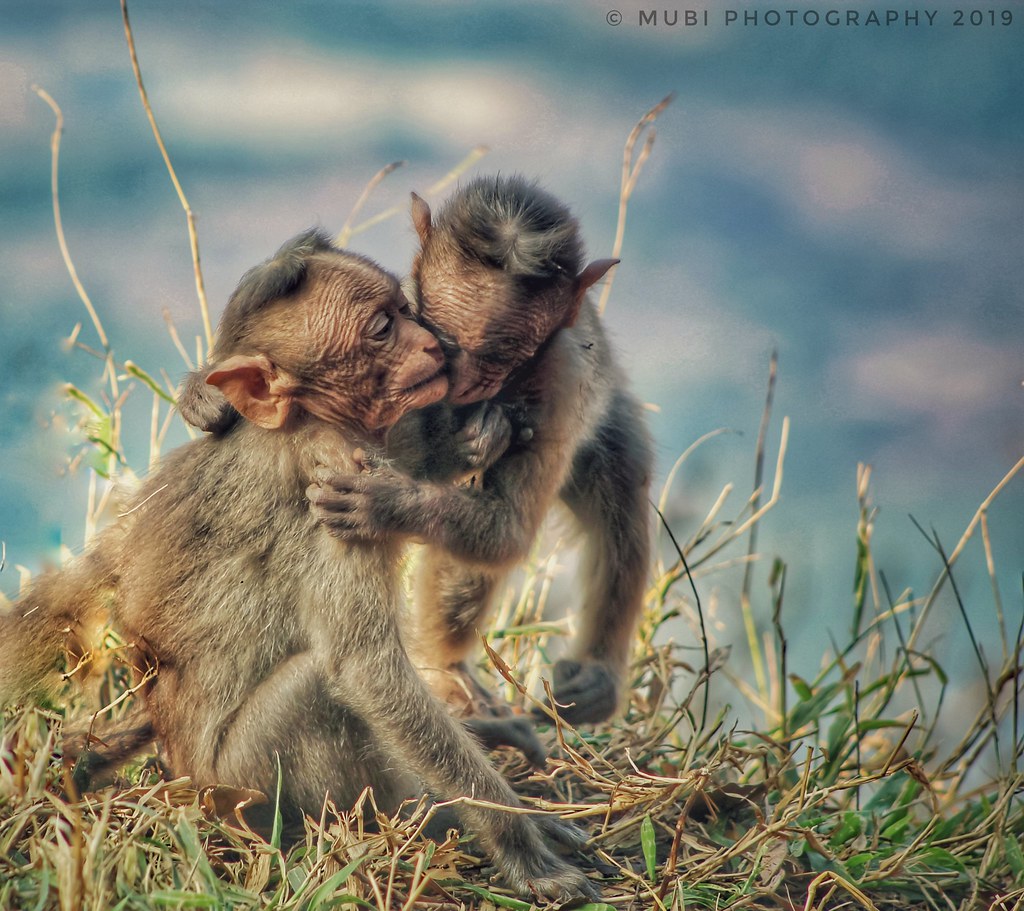 Photo-poetry-contest-239