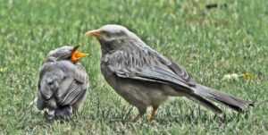 Photo-poetry-contest-244