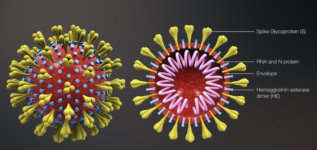 Coronavirus-structure1-1-21-20