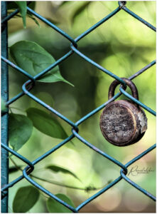 Photo poetry contest 256