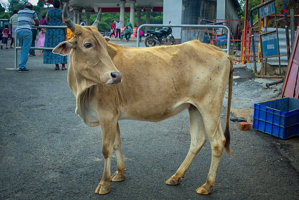 Photo-poetry-contest-258