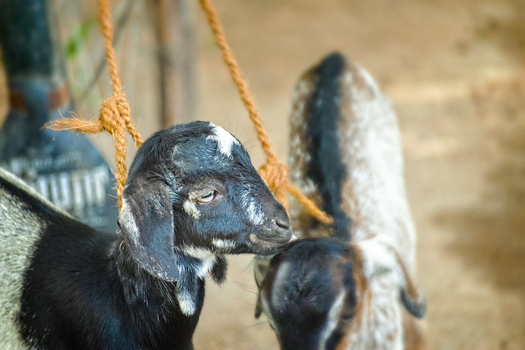 Photo poetry contest 259