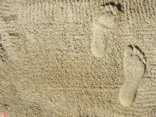 செடிகள் பூக்களைத்தான் தரும்