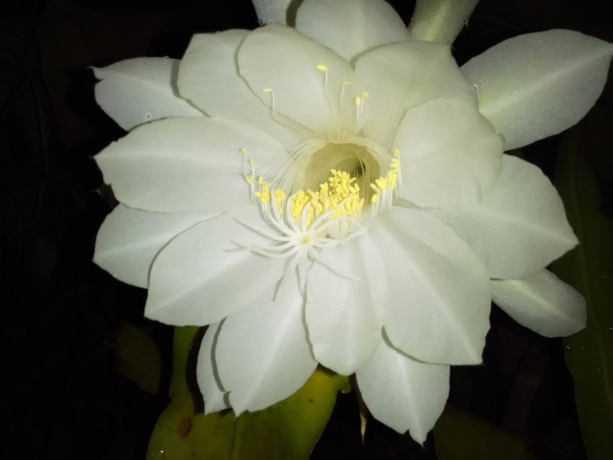 Brahma Kamalam