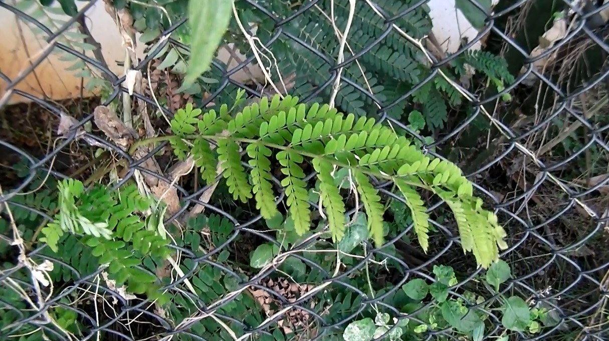 Leaves crossing border