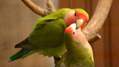 Love birds