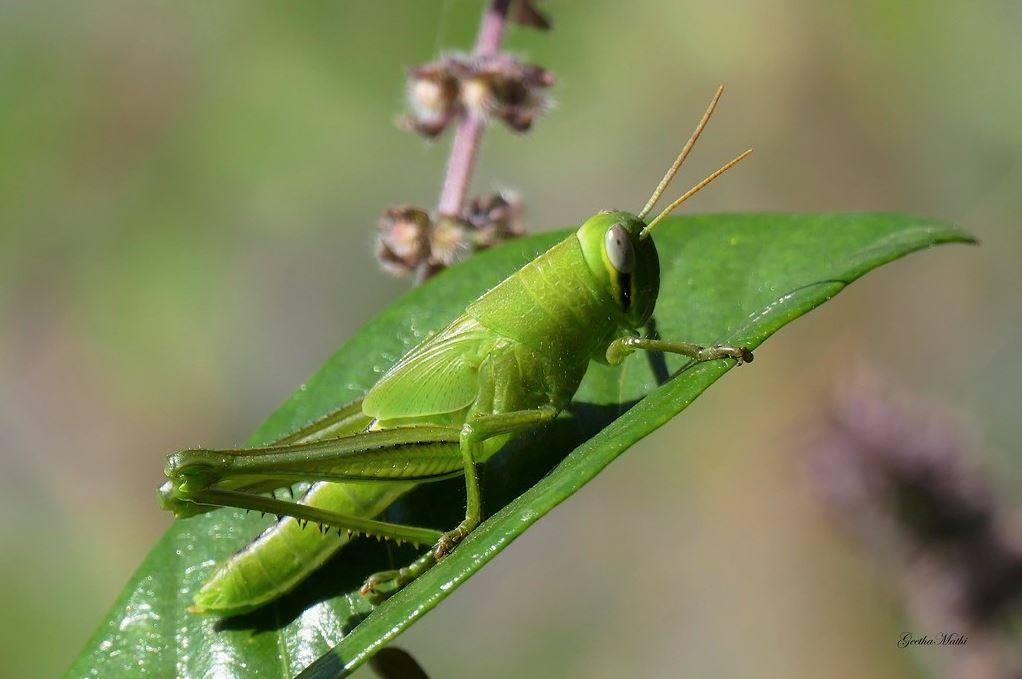 Photo-poetry-contest-263