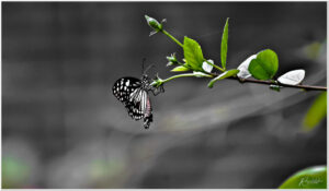 Photo poetry contest 264