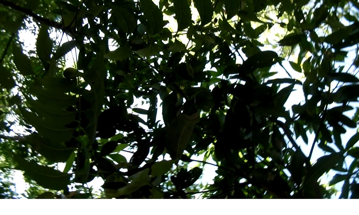 Tree Leaves