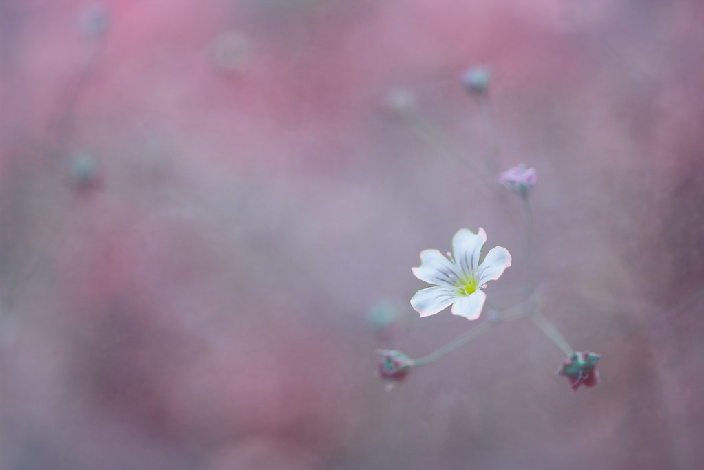 Photo-poetry-contest-265