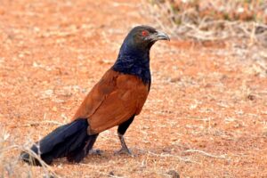 Greater_Coucal_(Centropus_sinensis)_செம்பகம் 1