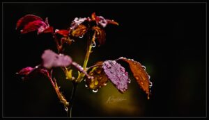 Photo-poetry-contest-271