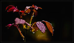 Photo poetry contest 271