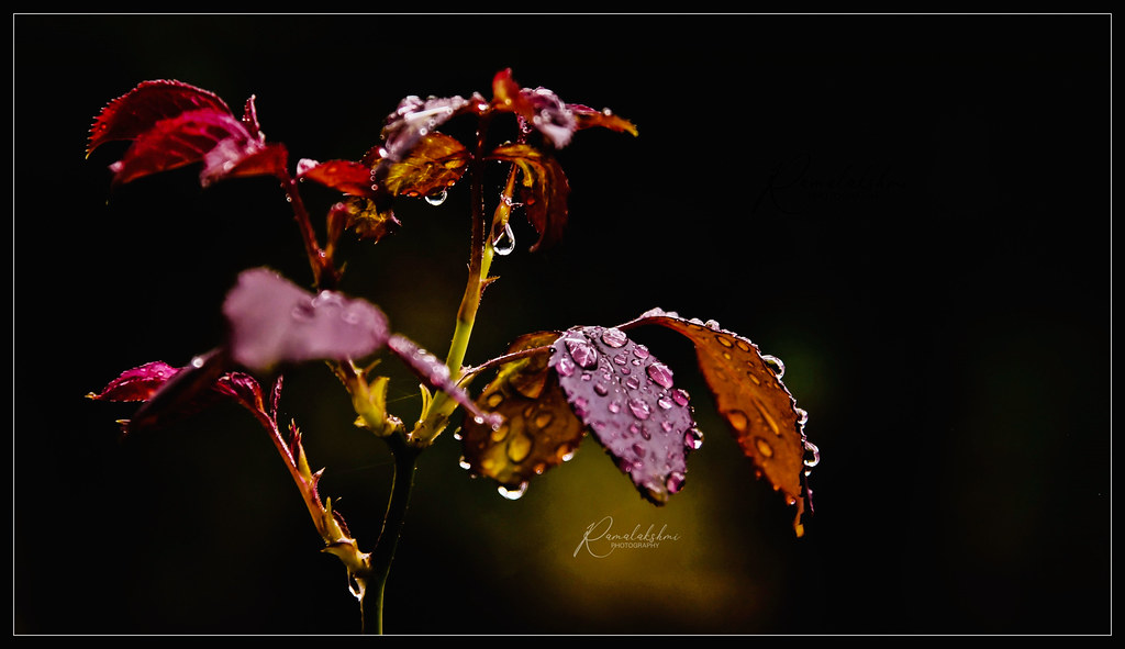 Photo poetry contest 271