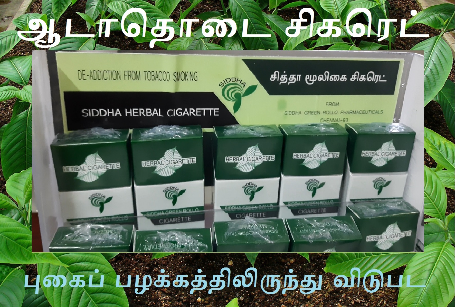 Adathodai cigar 2