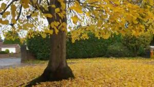 Autumn in UK