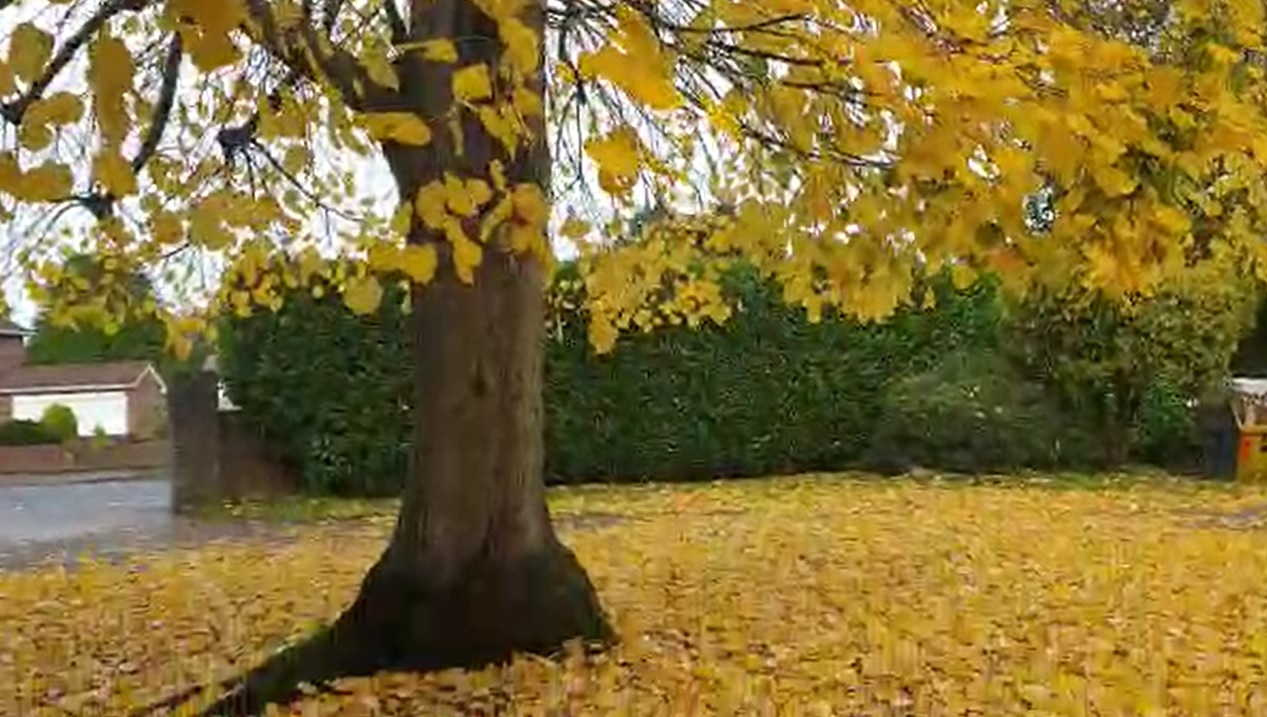Autumn in UK
