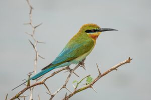1024px-SL_Bundala_NP_asv2020-01_img08
