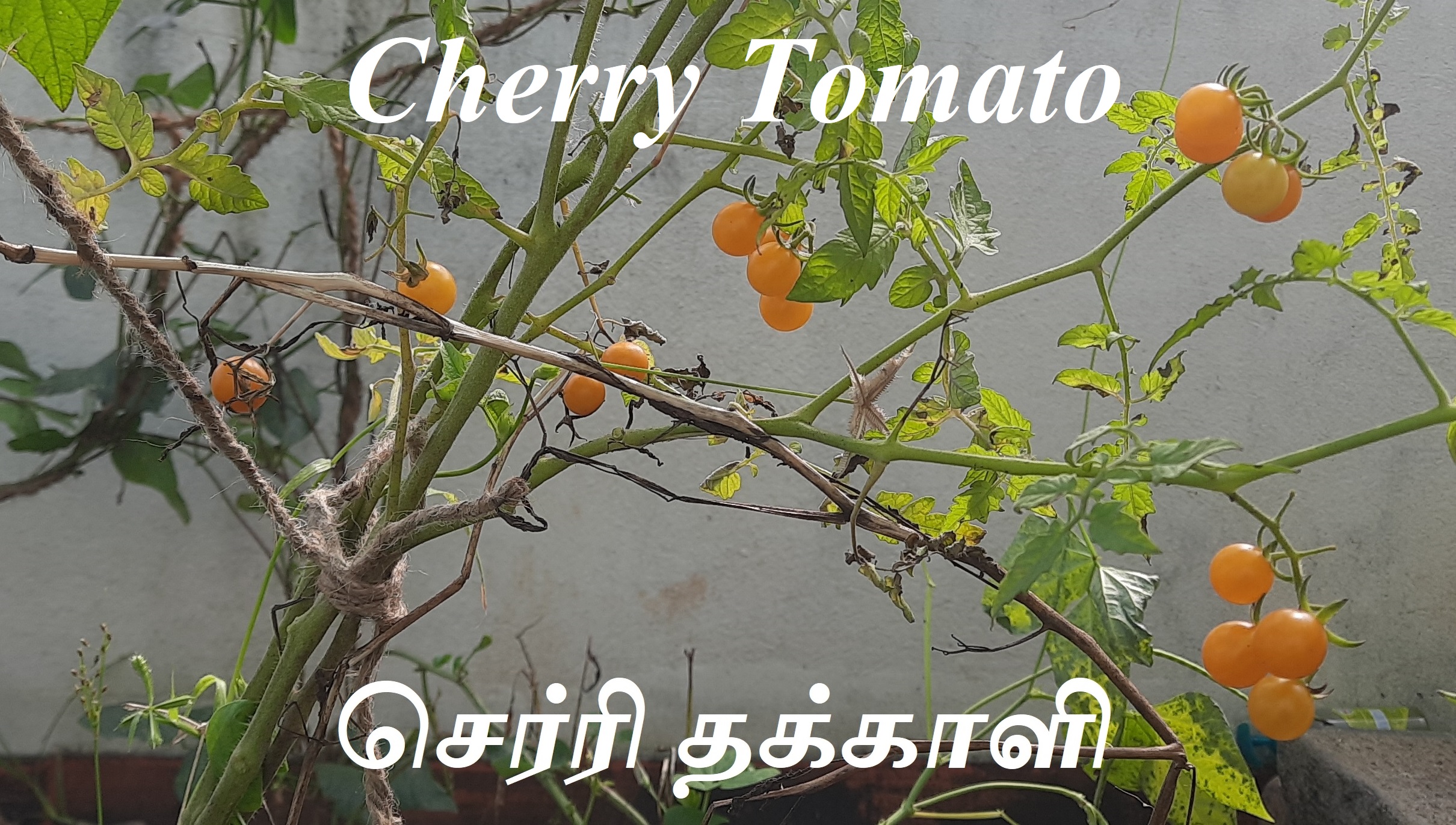 Cherry tomato banner